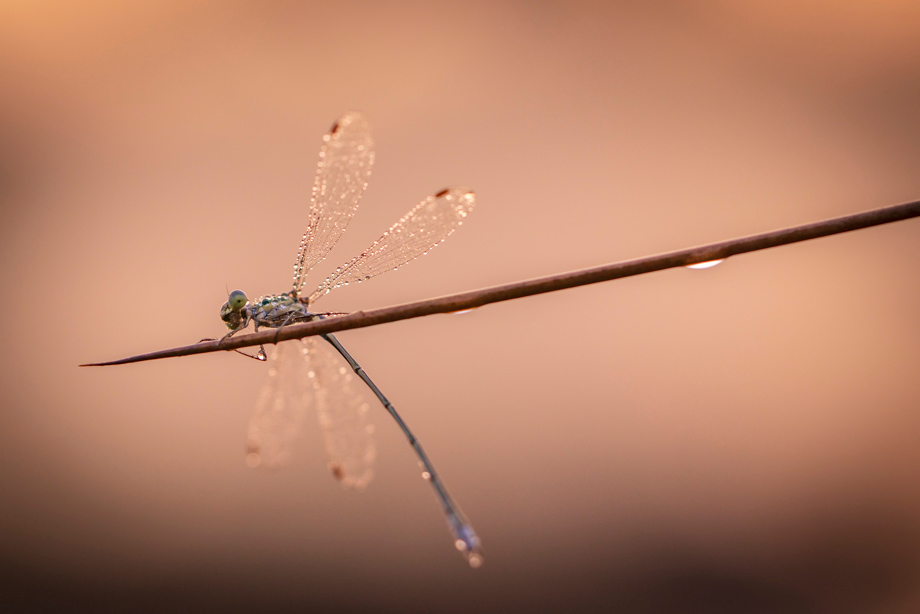 fotografie-workshop-travelmarks-photography-macro-wildlife-nederland-eekhoorn-waterjuffer-libelle-maasduinen-wandelbos-75