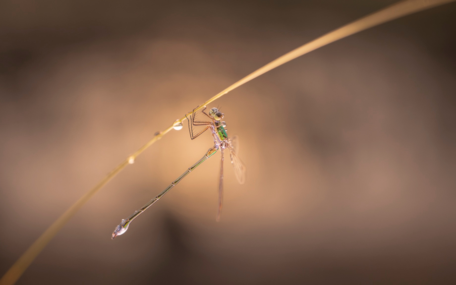 fotografie-workshop-travelmarks-photography-macro-wildlife-nederland-eekhoorn-waterjuffer-libelle-maasduinen-wandelbos-81