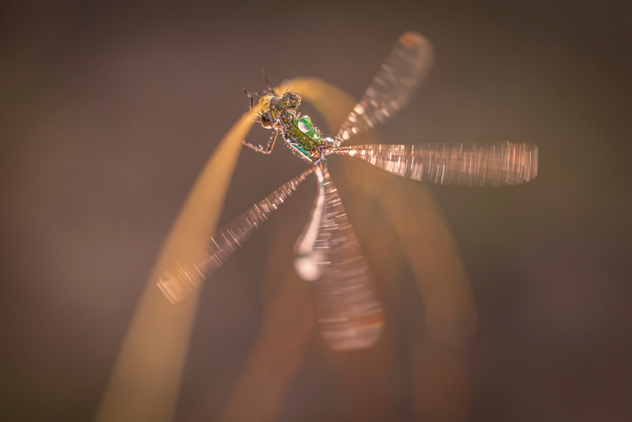 fotografie-workshop-travelmarks-photography-macro-wildlife-nederland-eekhoorn-waterjuffer-libelle-maasduinen-wandelbos-84