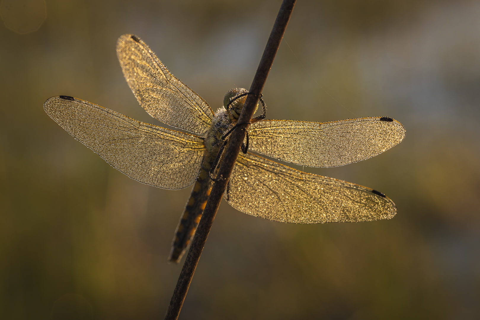 fotografiereis-fotoworkshop-cursus-natuur-landschap-macro-avondfotografie-filters-travelmarks-photography-maasduinen-16