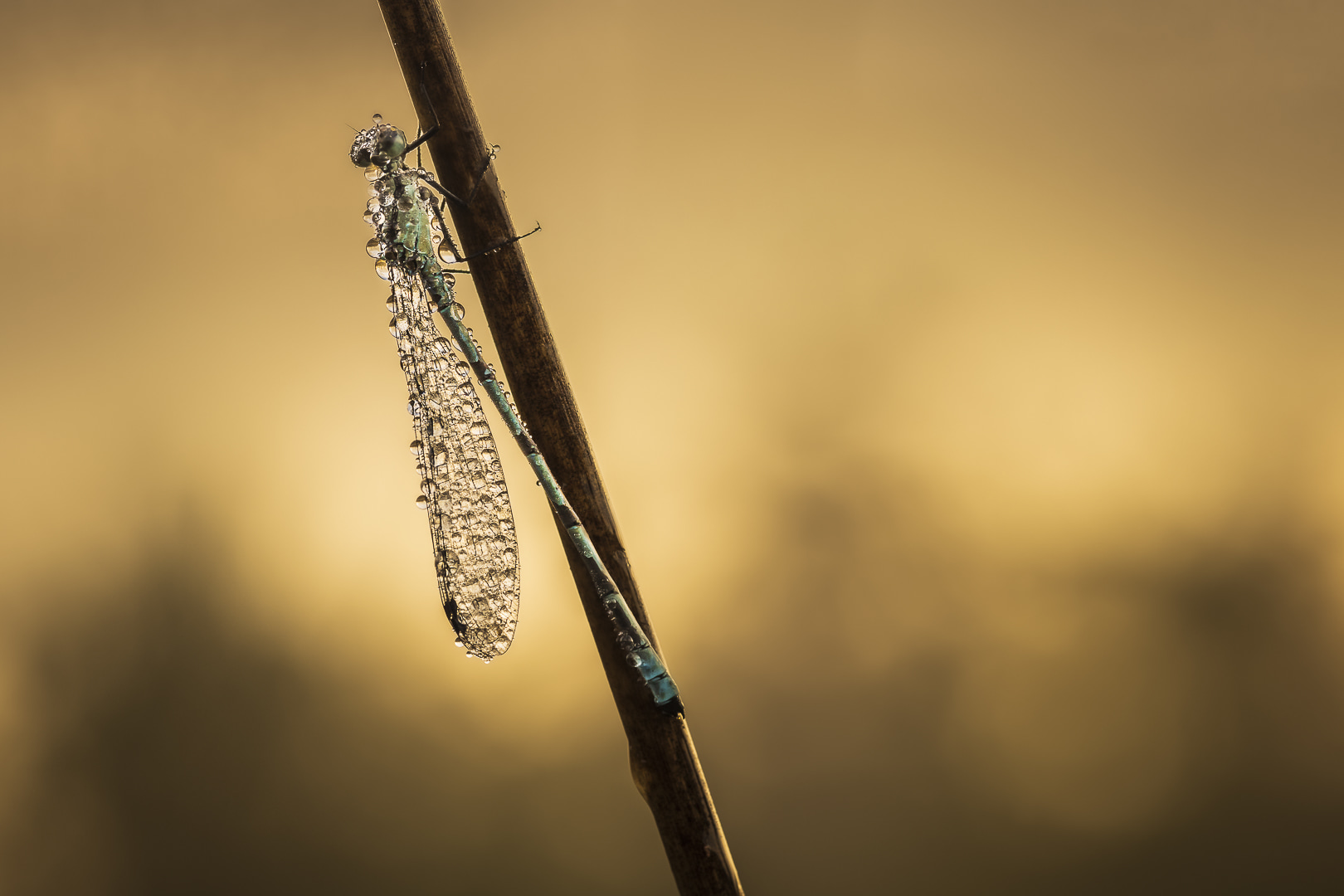 fotografiereis-fotoworkshop-cursus-natuur-landschap-macro-avondfotografie-filters-travelmarks-photography-maasduinen-20