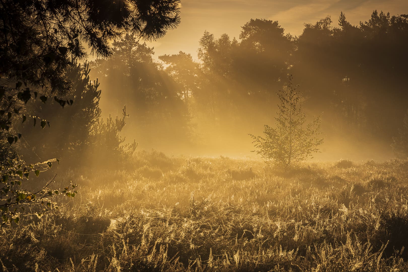fotografiereis-fotoworkshop-cursus-natuur-landschap-macro-avondfotografie-filters-travelmarks-photography-maasduinen-21