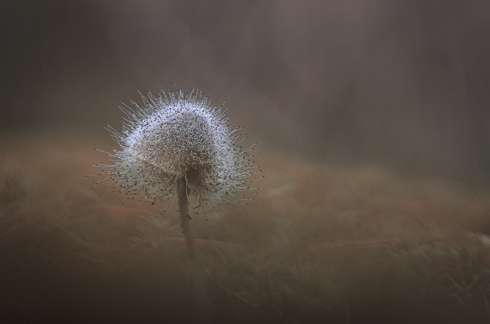 fotografiereis-fotoworkshop-cursus-natuur-landschap-macro-avondfotografie-filters-travelmarks-photography-maasduinen-23 (1)