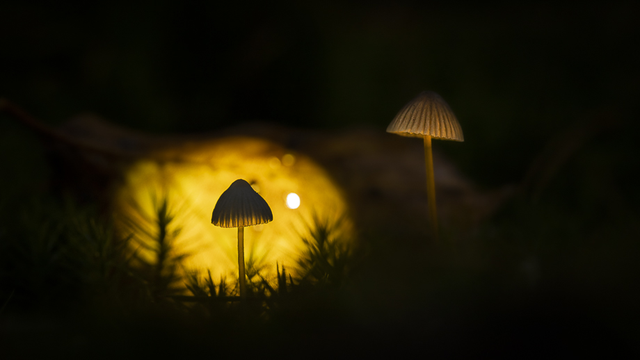 fotografiereis-fotoworkshop-cursus-natuur-landschap-macro-avondfotografie-filters-travelmarks-photography-maasduinen-paddenstoelen-scheveningen-de-pier-4