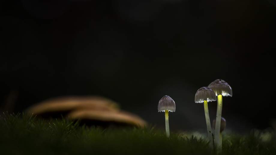 fotografiereis-fotoworkshop-cursus-natuur-landschap-macro-avondfotografie-filters-travelmarks-photography-maasduinen-paddenstoelen-scheveningen-de-pier-6