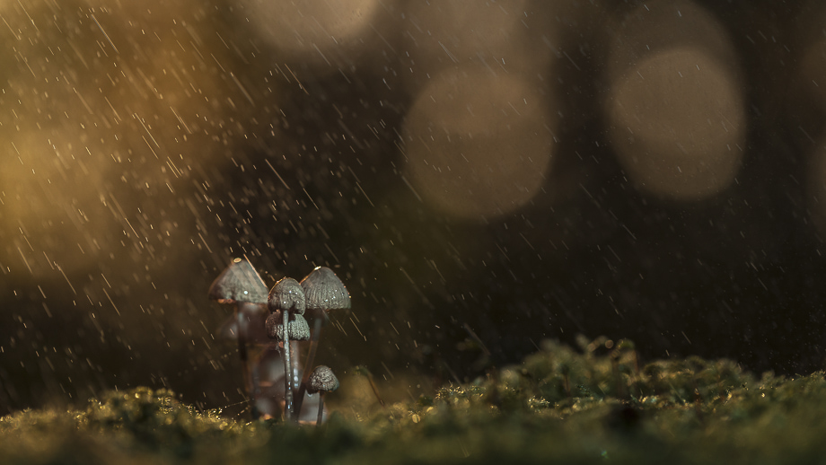 fotografiereis-fotoworkshop-cursus-natuur-landschap-macro-avondfotografie-filters-travelmarks-photography-maasduinen-paddenstoelen-scheveningen-de-pier-7