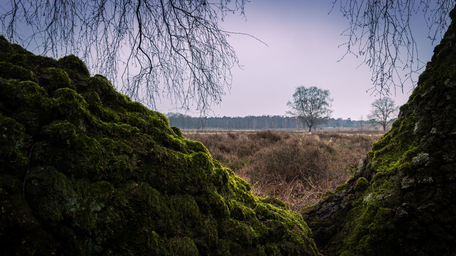 limburg-travelmarks-photography-workshop-fotografie-weekend-landschap-compositie-maasduinen-natuur-4