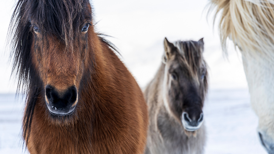travelmarks-photography-fotografie-reis-landschap-natuur-masterclass-academy-ijsland-noorderlicht-gletsjer-kirkjufjell-17
