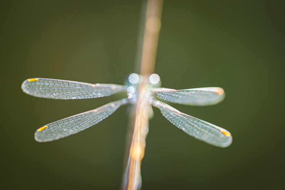 travelmarks-photography-fotografie-reizen-HY-filters-workshops-landschap-natuur-macro-boomkikker-limburg-1