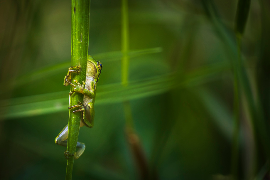 travelmarks-photography-fotografie-reizen-HY-filters-workshops-landschap-natuur-macro-boomkikker-limburg-3