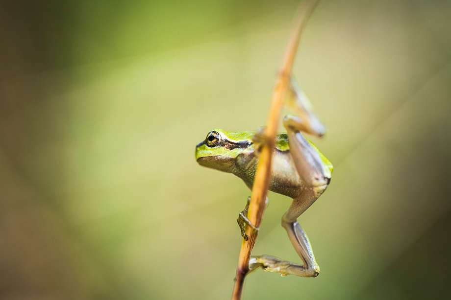 travelmarks-photography-fotografie-reizen-HY-filters-workshops-landschap-natuur-macro-boomkikker-limburg-6