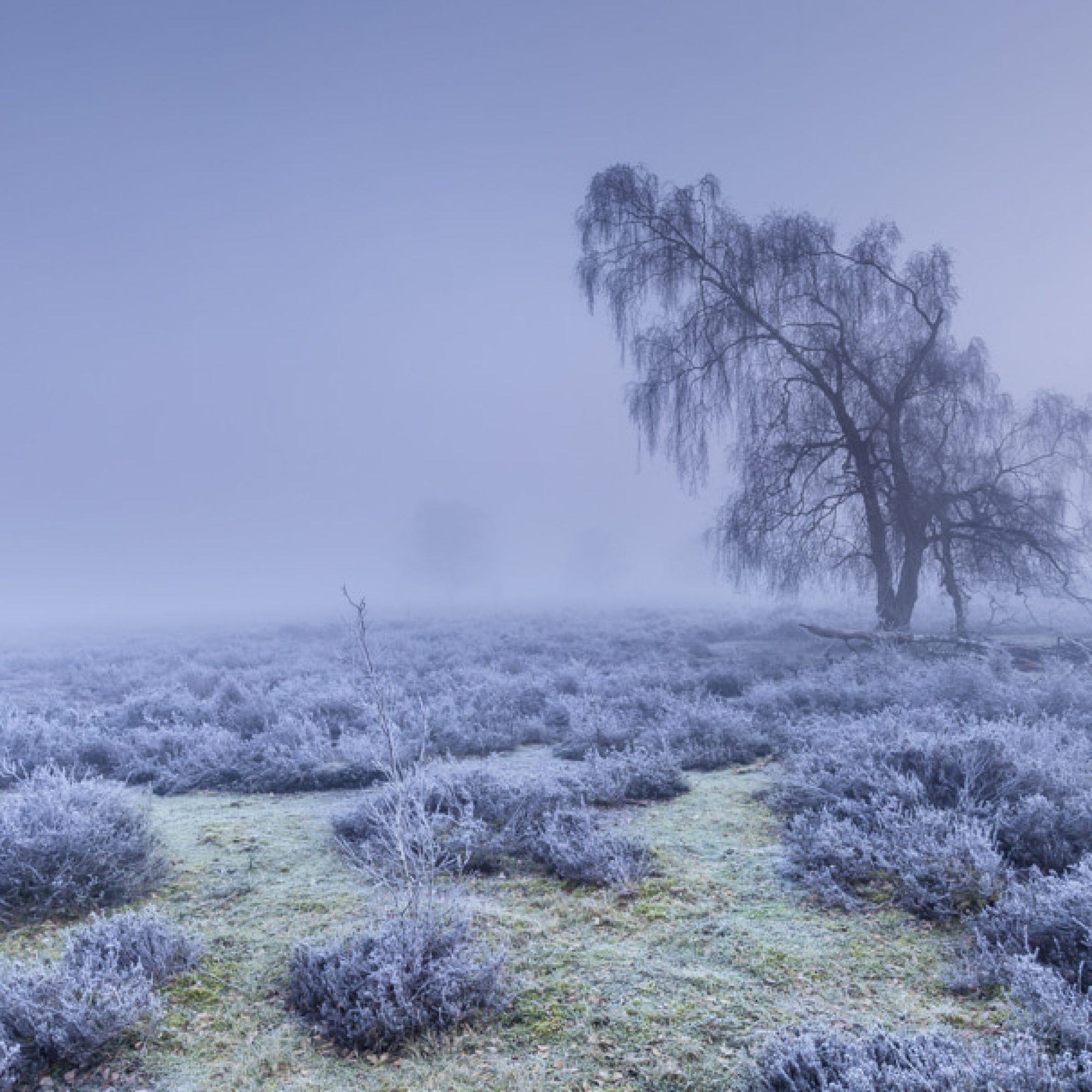 Winter-landschap-natuur-fotografie-workshop-limburg-venlo-maasduinen-Travelmarks-Photography-8