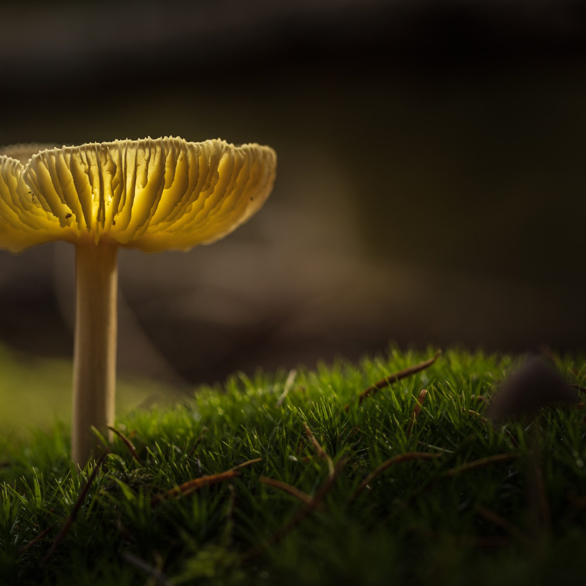 Workshop-travelmarks-photography-herfst-najaar-paddestoelen-bos-mushrooms-macrofotografie-5