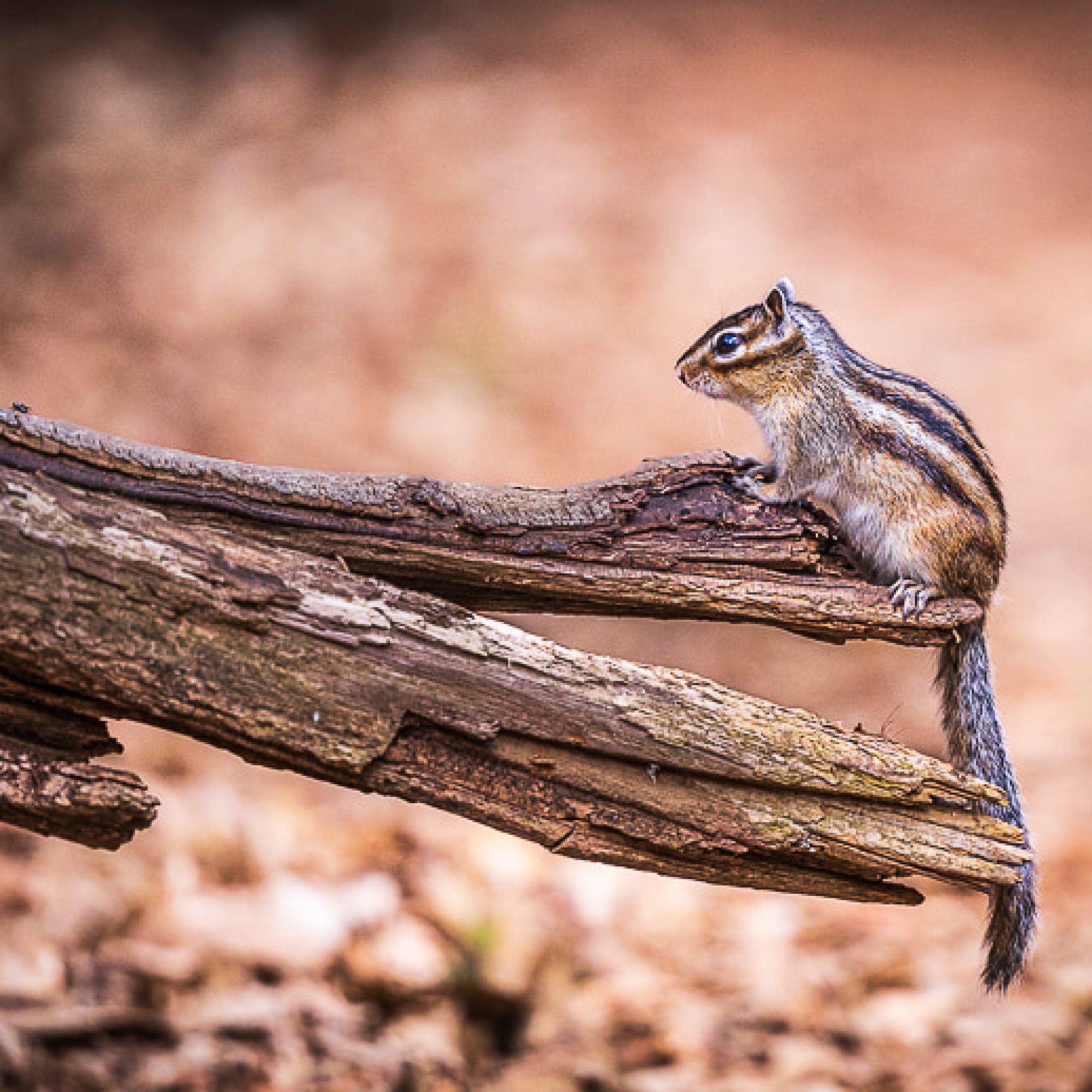 eekhoorn-natuur-fotografie-brabant-workshop-vrije-travelmarks-photography-1