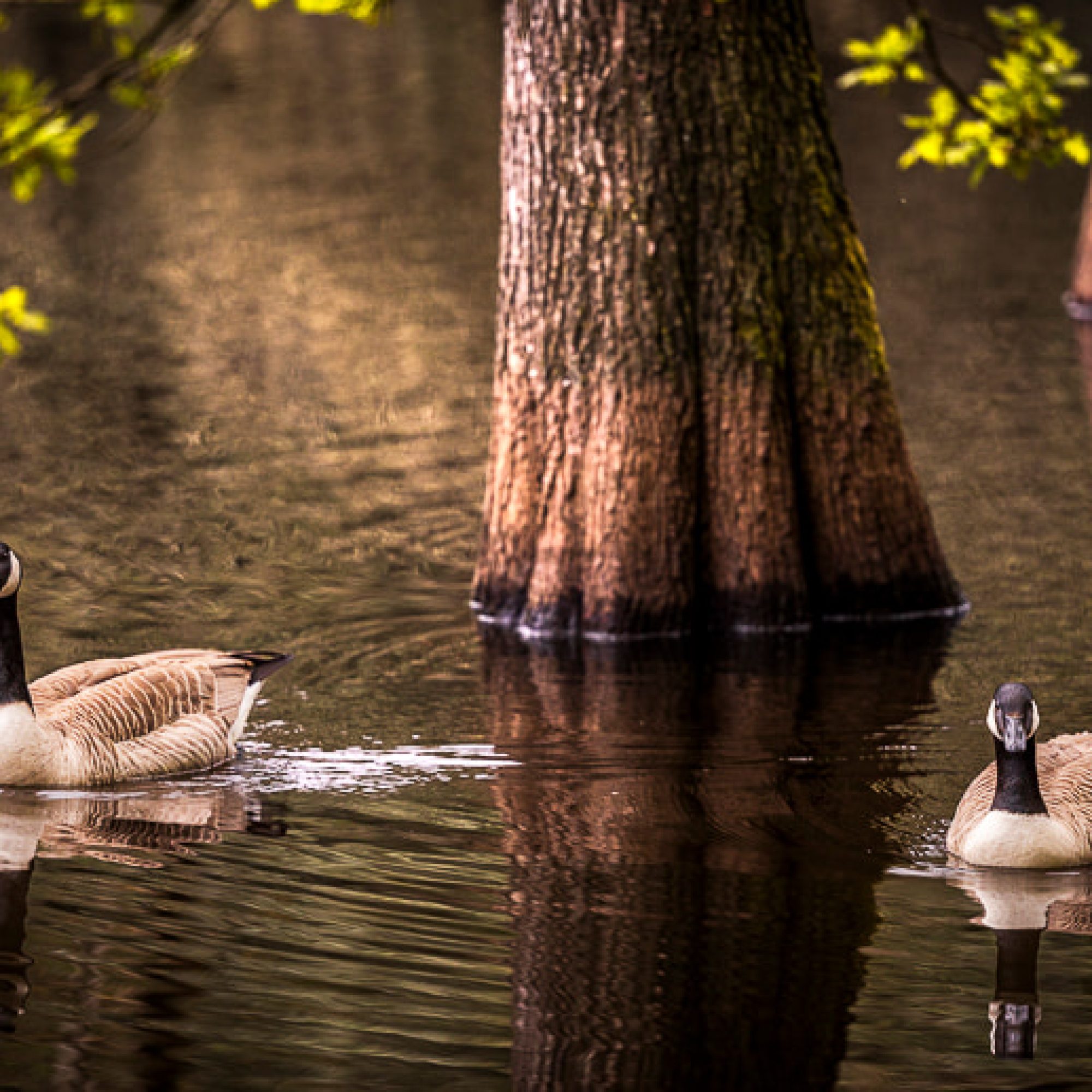 eekhoorn-natuur-fotografie-brabant-workshop-vrije-travelmarks-photography-18