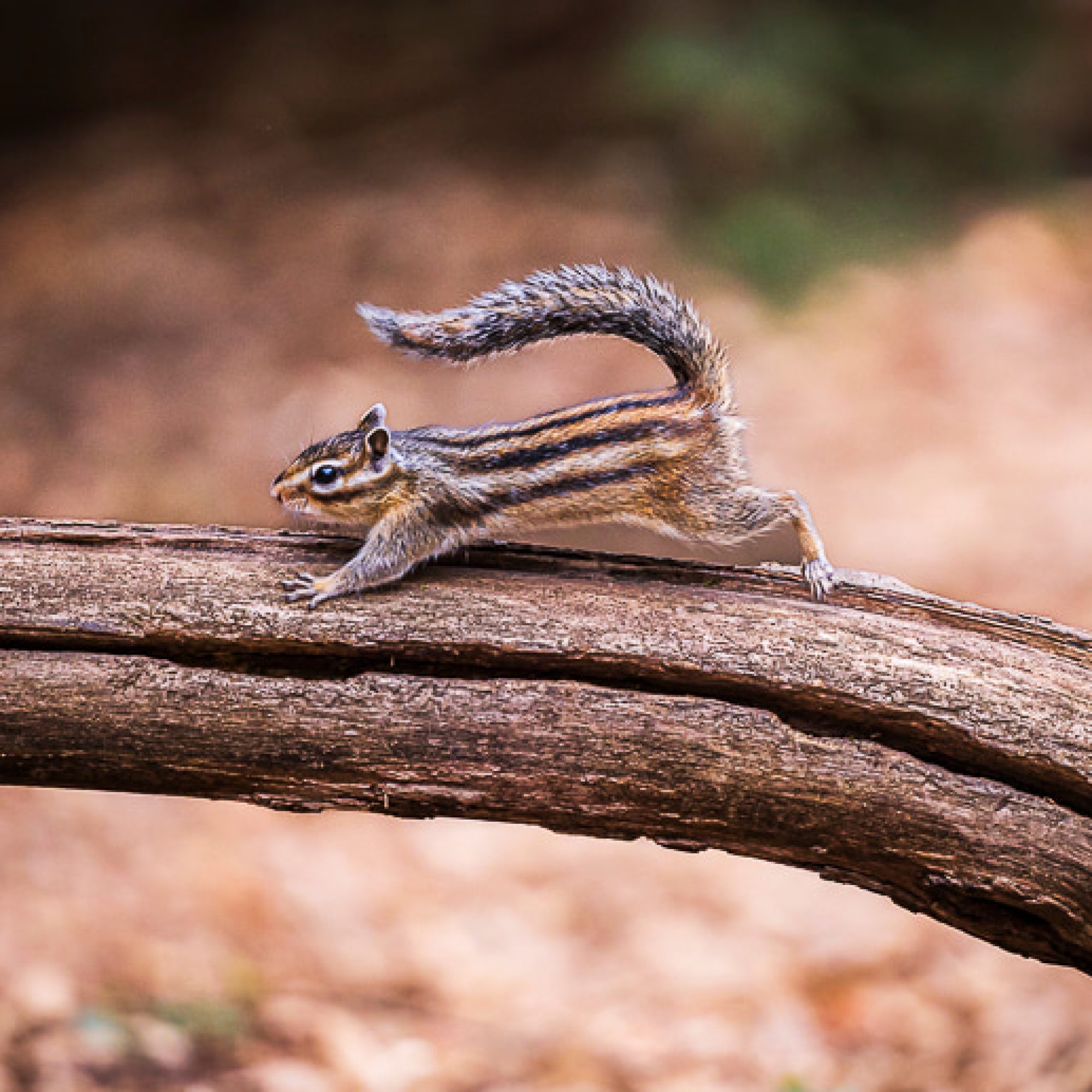 eekhoorn-natuur-fotografie-brabant-workshop-vrije-travelmarks-photography-4