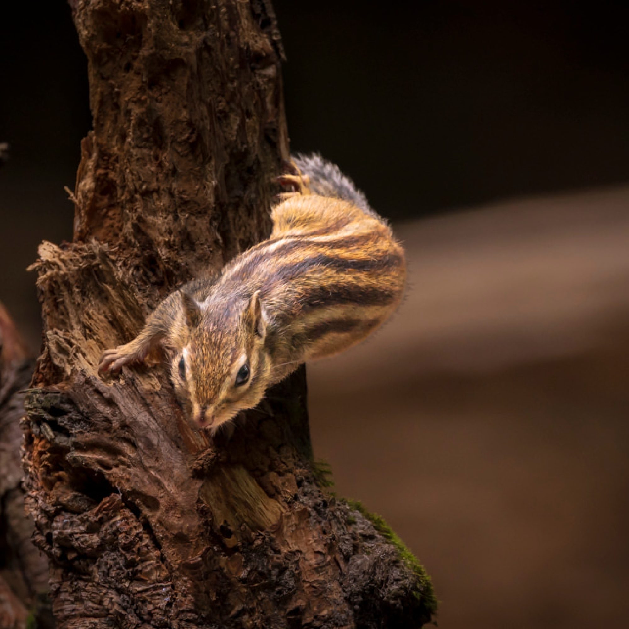 fotografie-workshop-travelmarks-photography-macro-wildlife-nederland-eekhoorn-waterjuffer-libelle-maasduinen-wandelbos-52