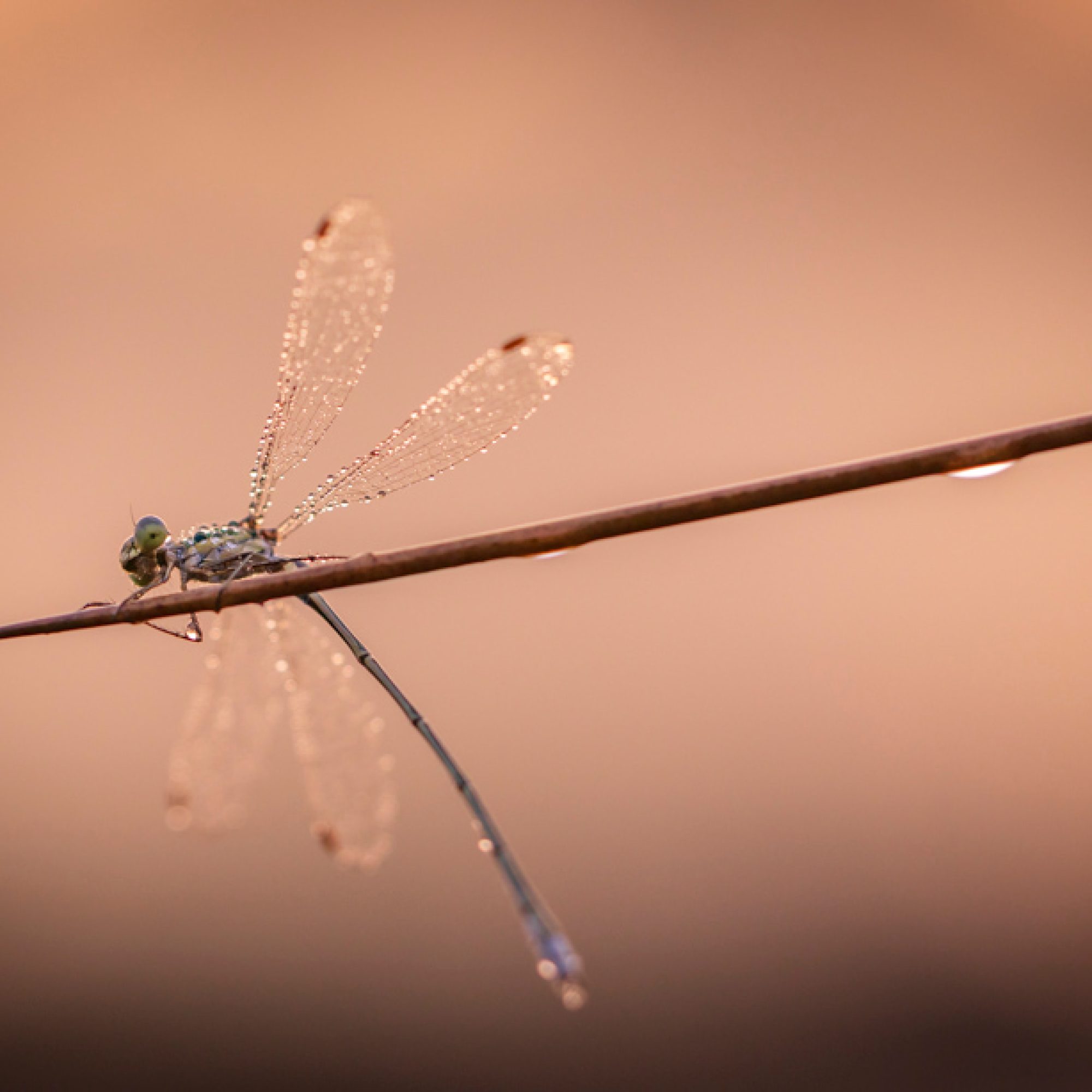 fotografie-workshop-travelmarks-photography-macro-wildlife-nederland-eekhoorn-waterjuffer-libelle-maasduinen-wandelbos-75