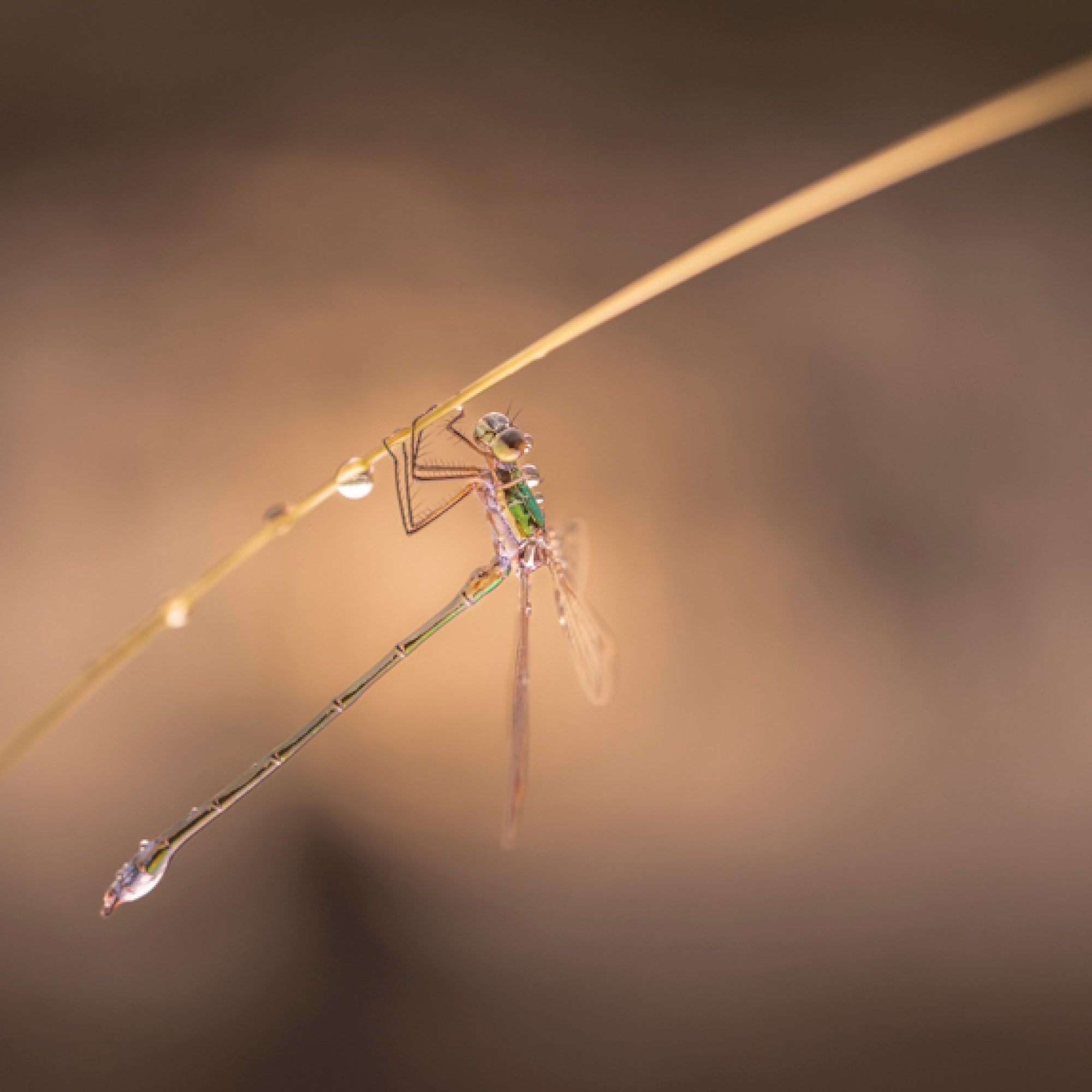 fotografie-workshop-travelmarks-photography-macro-wildlife-nederland-eekhoorn-waterjuffer-libelle-maasduinen-wandelbos-81