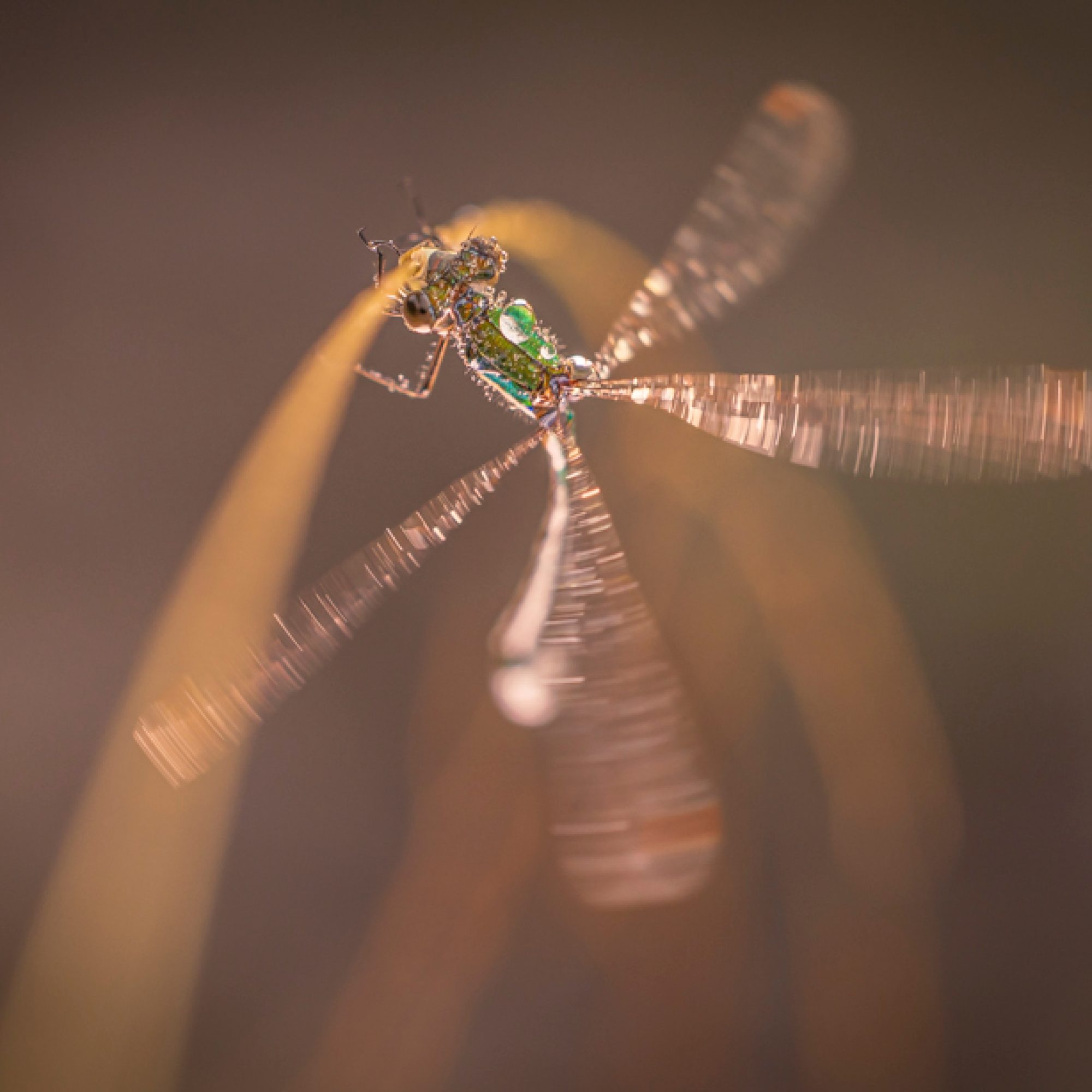 fotografie-workshop-travelmarks-photography-macro-wildlife-nederland-eekhoorn-waterjuffer-libelle-maasduinen-wandelbos-84