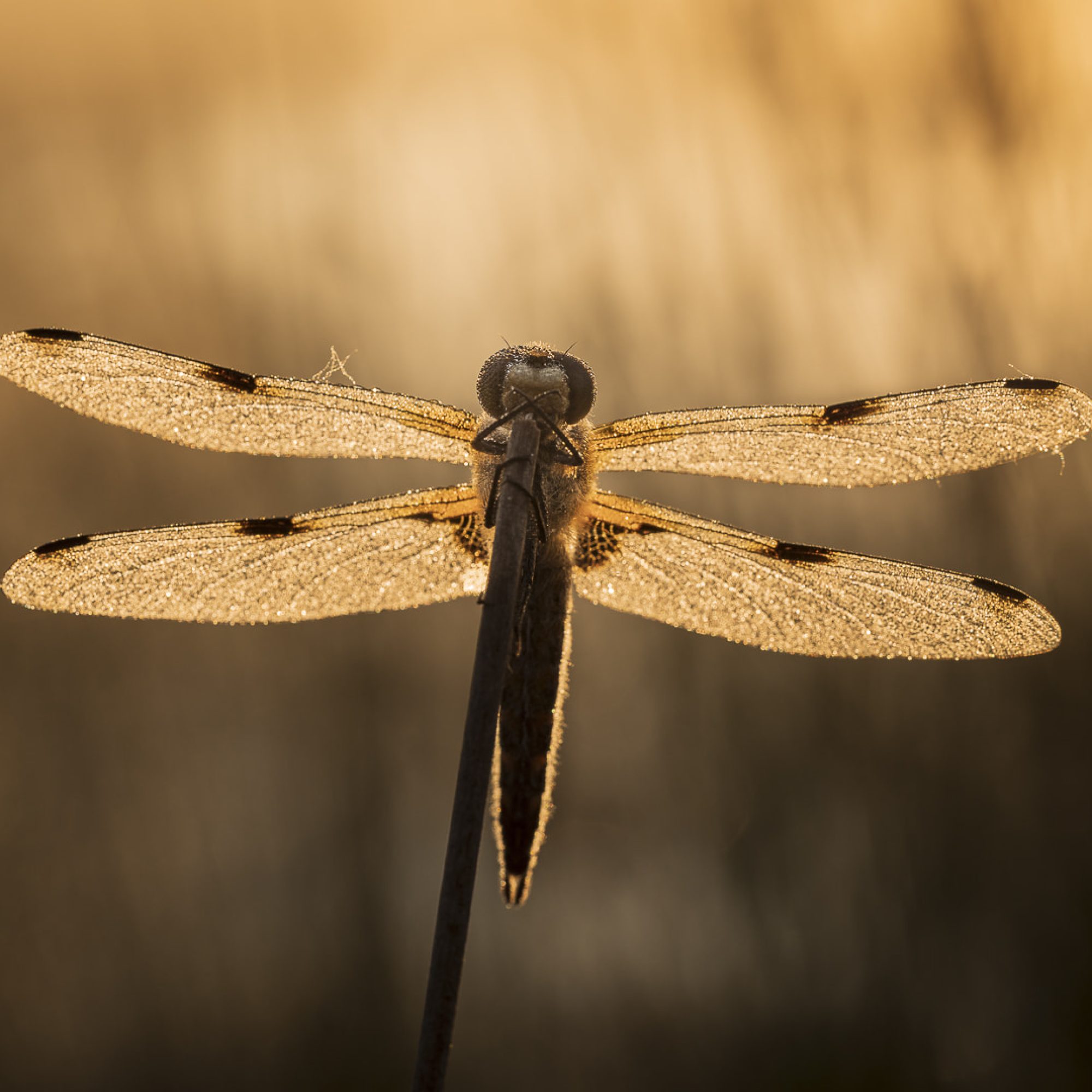 fotografiereis-fotoworkshop-cursus-natuur-landschap-macro-avondfotografie-filters-travelmarks-photography-maasduinen-15