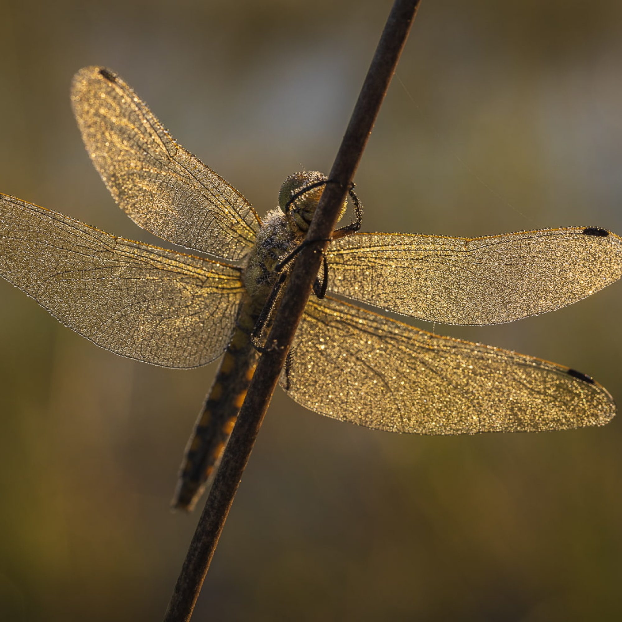 fotografiereis-fotoworkshop-cursus-natuur-landschap-macro-avondfotografie-filters-travelmarks-photography-maasduinen-16