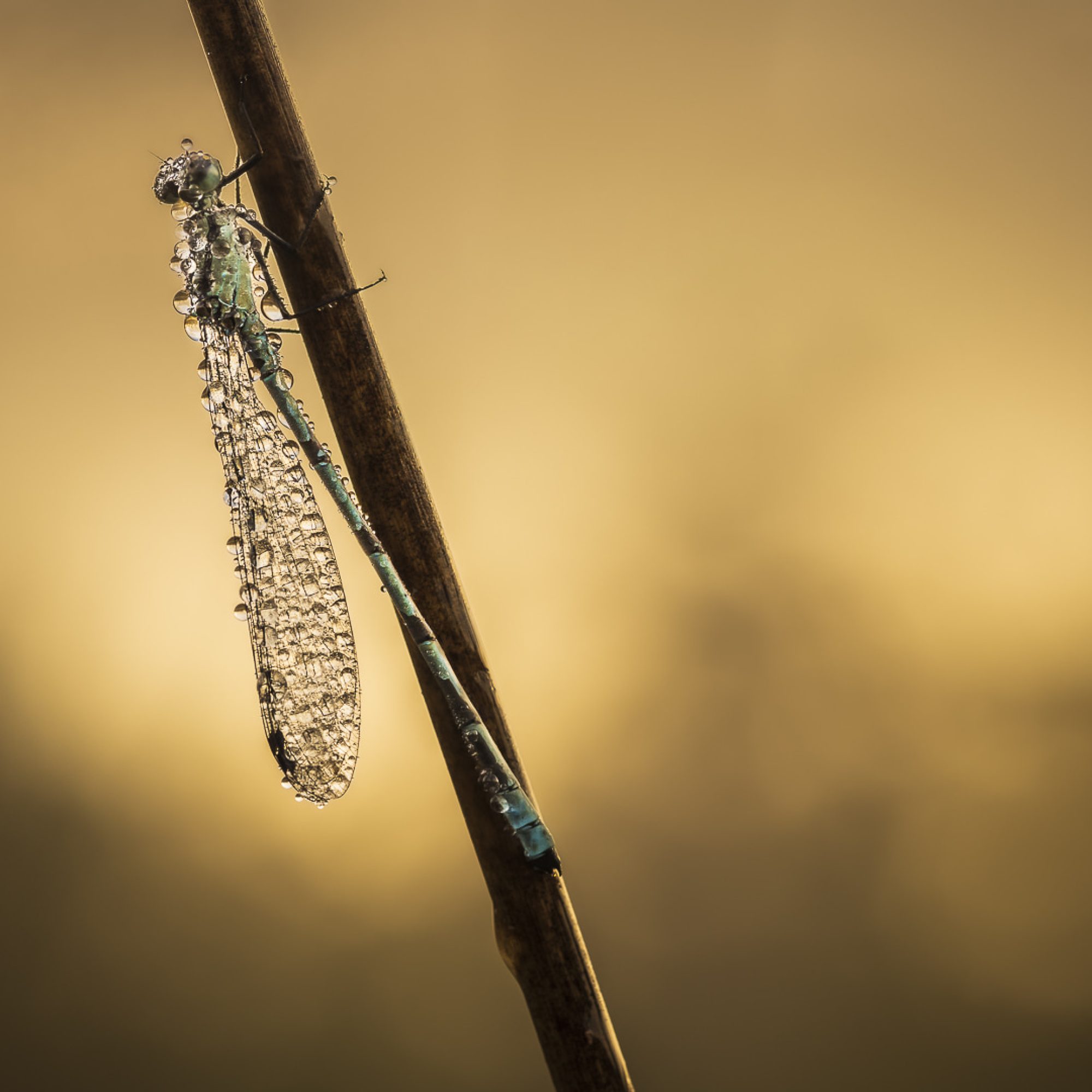 fotografiereis-fotoworkshop-cursus-natuur-landschap-macro-avondfotografie-filters-travelmarks-photography-maasduinen-20