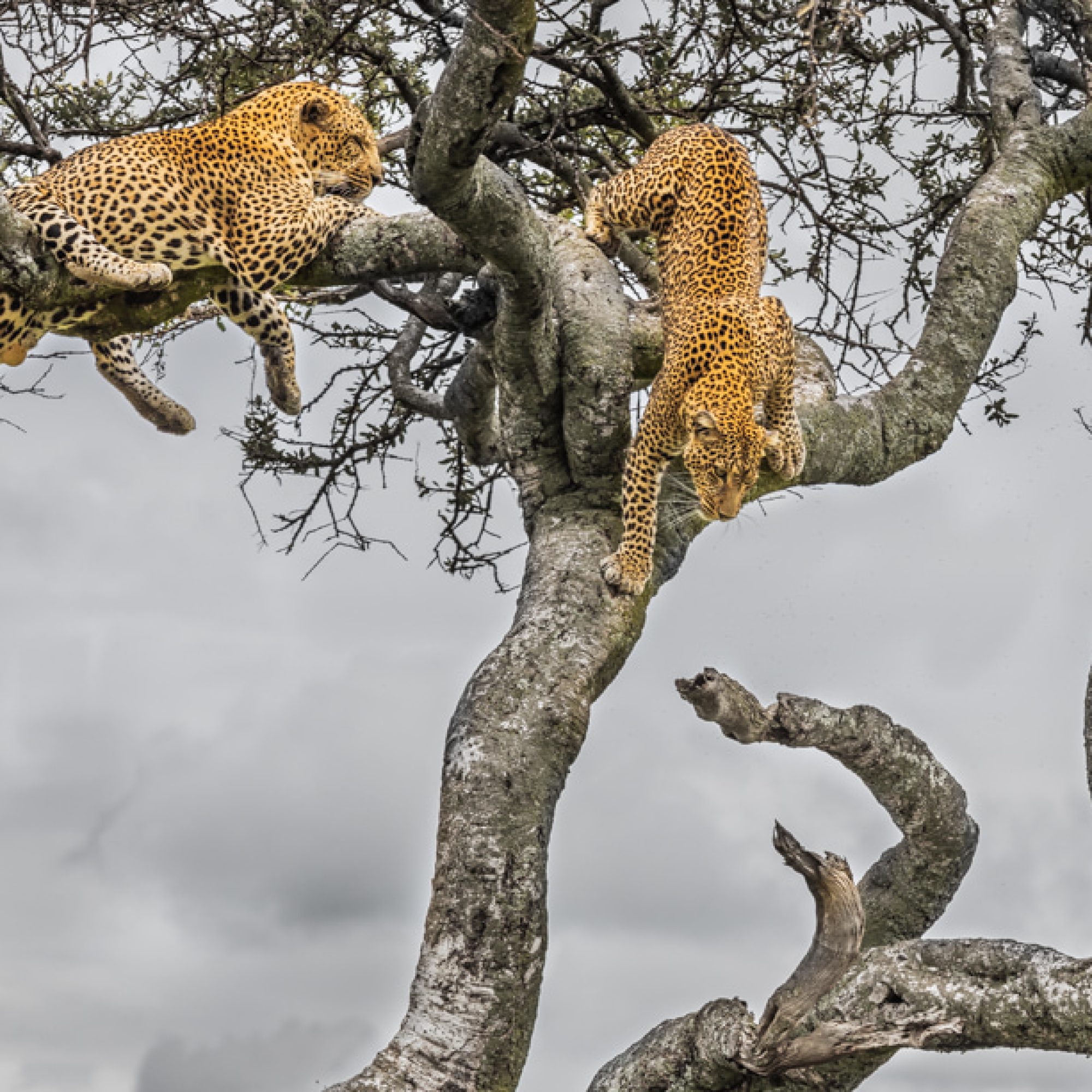fotografiereis-kenia-masai-mara-reserve-luipaard-1