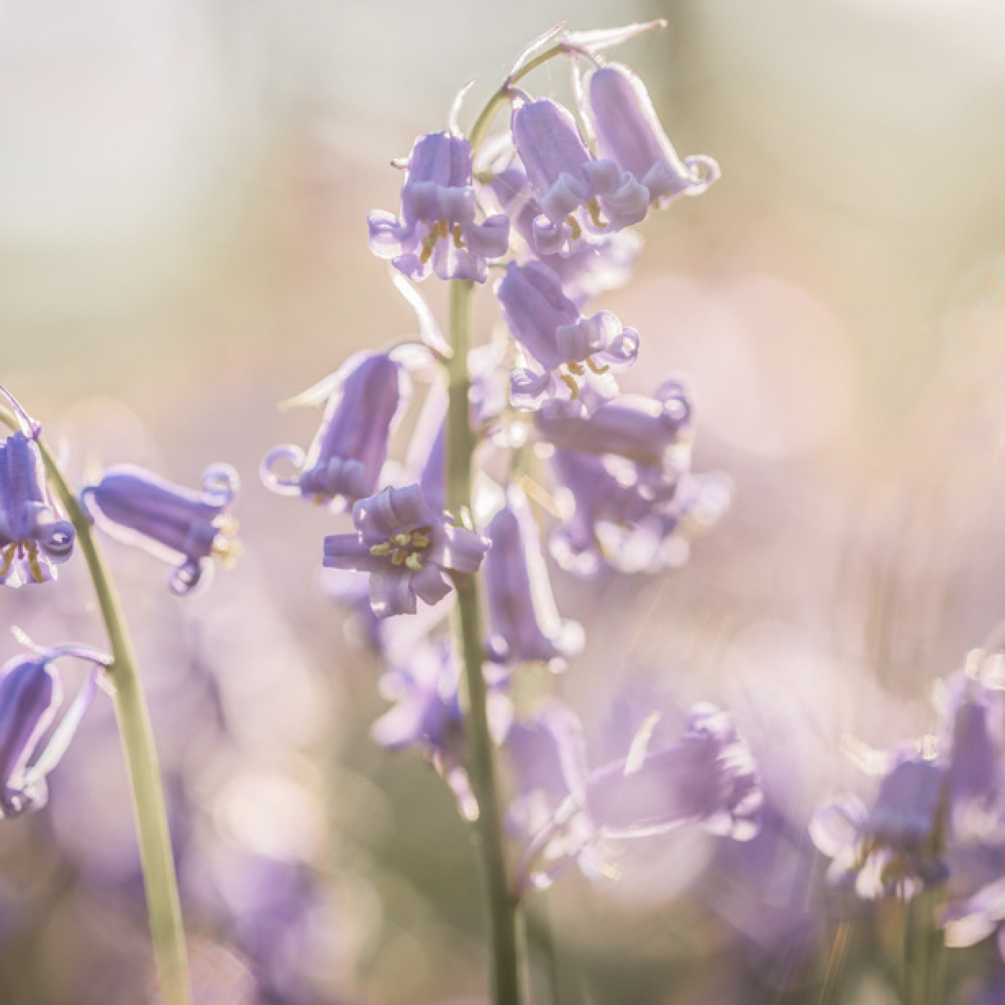 hallerbos-hyacint-travelmarks-photography-fotografie-workshop-creatief-weekend-1