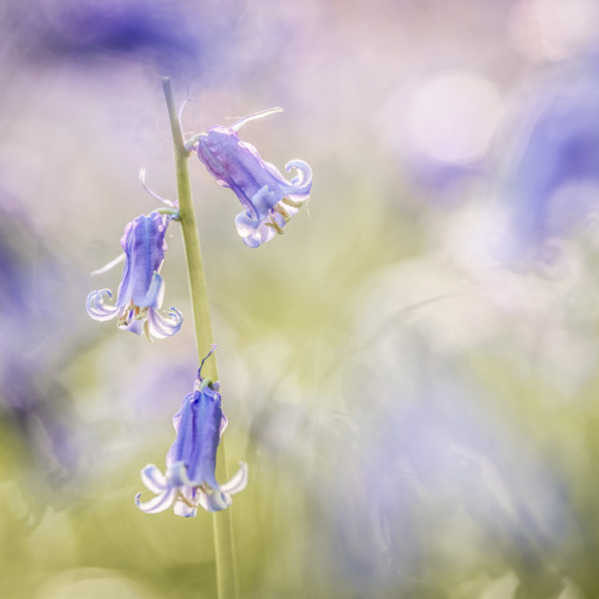 hallerbos-hyacint-travelmarks-photography-fotografie-workshop-creatief-weekend-11