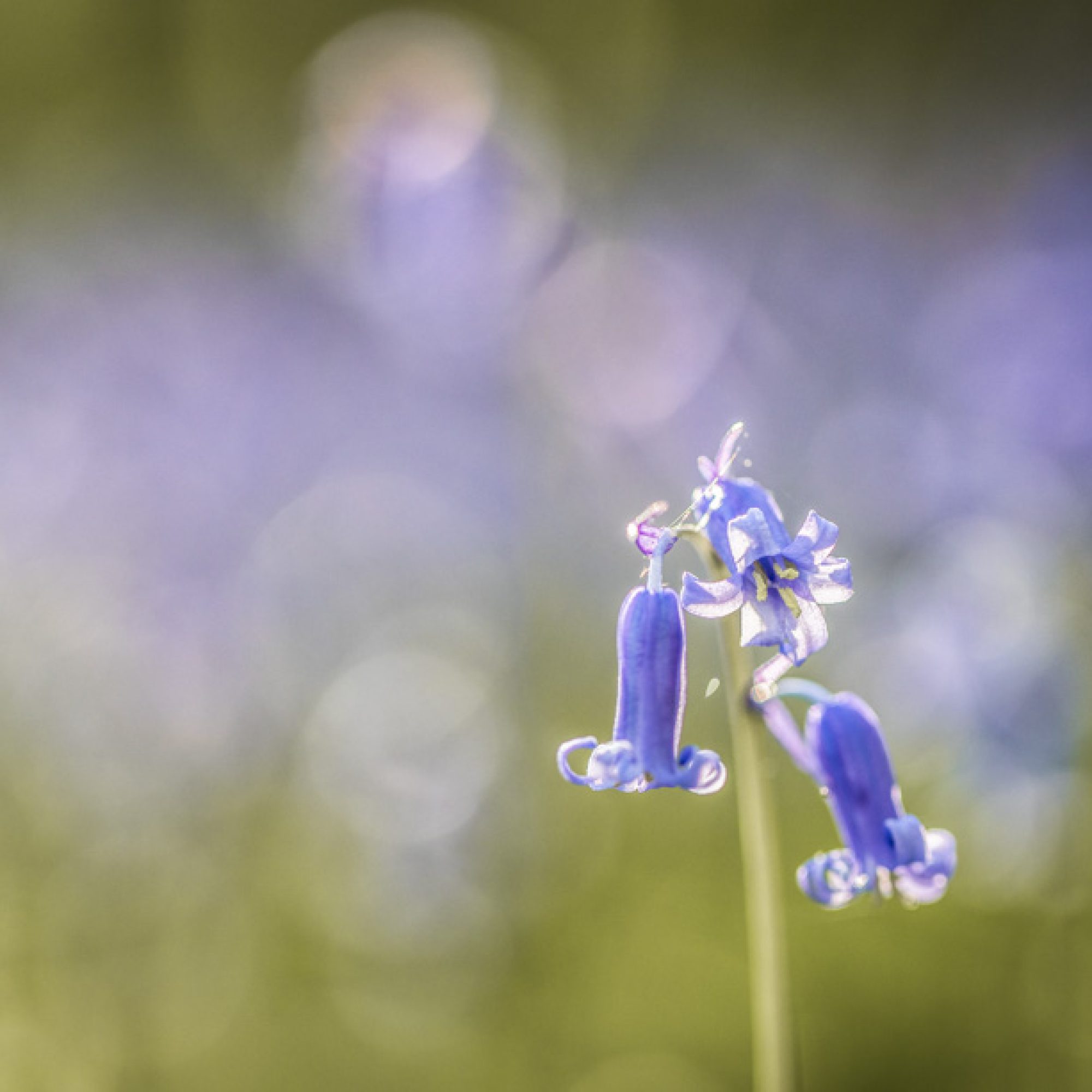 hallerbos-hyacint-travelmarks-photography-fotografie-workshop-creatief-weekend-8