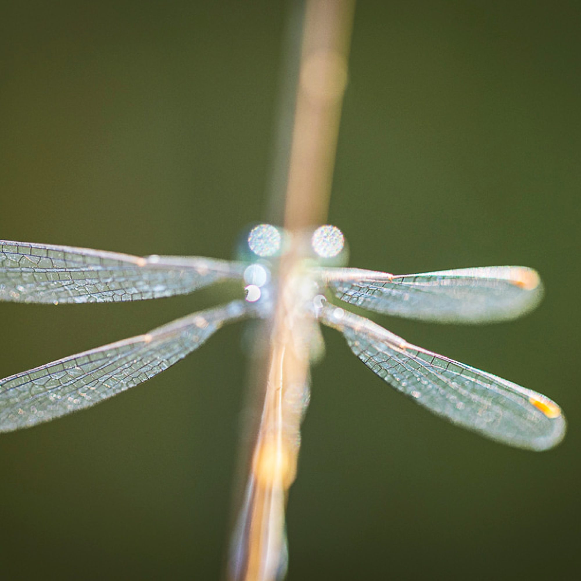 travelmarks-photography-fotografie-reizen-HY-filters-workshops-landschap-natuur-macro-boomkikker-limburg-1