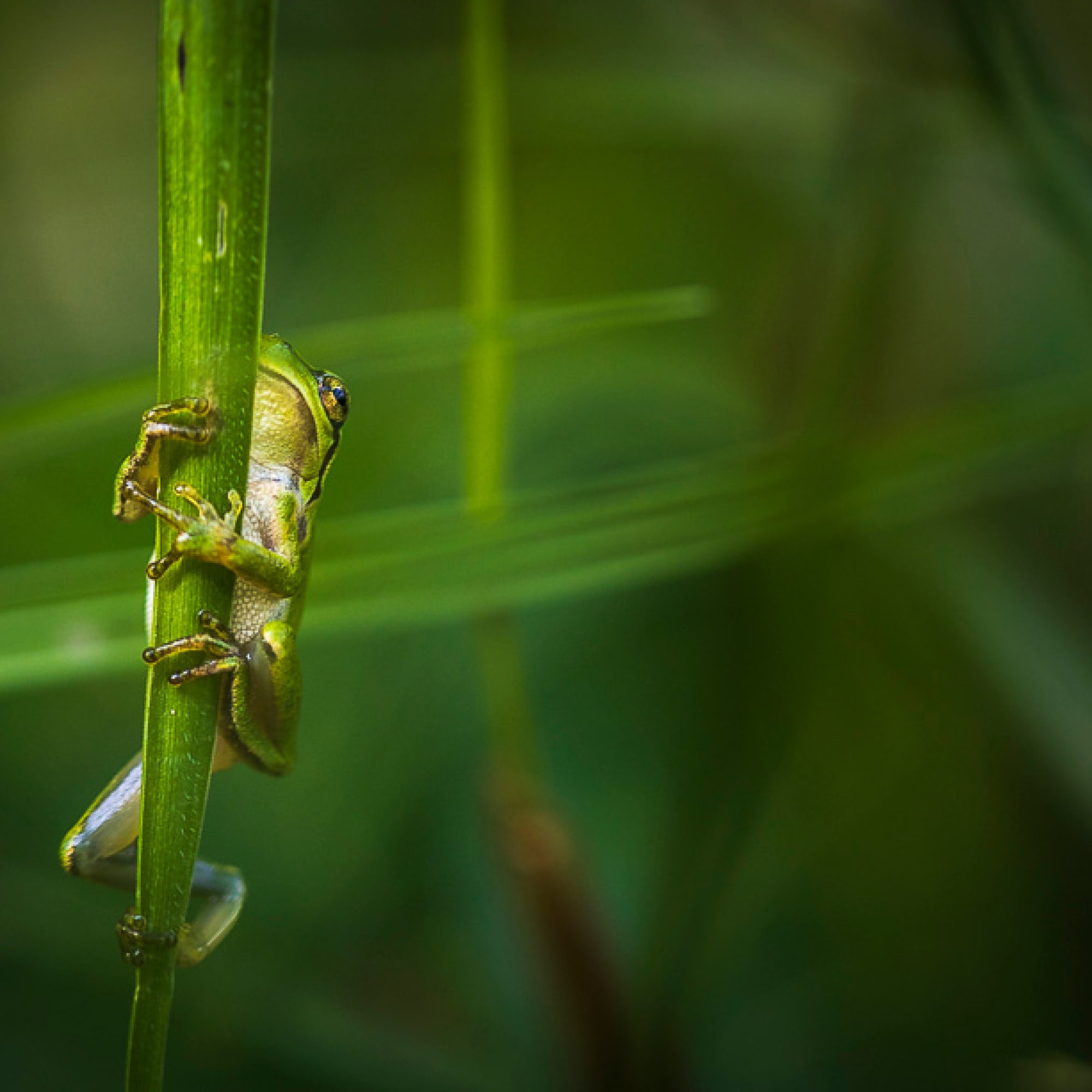 travelmarks-photography-fotografie-reizen-HY-filters-workshops-landschap-natuur-macro-boomkikker-limburg-3
