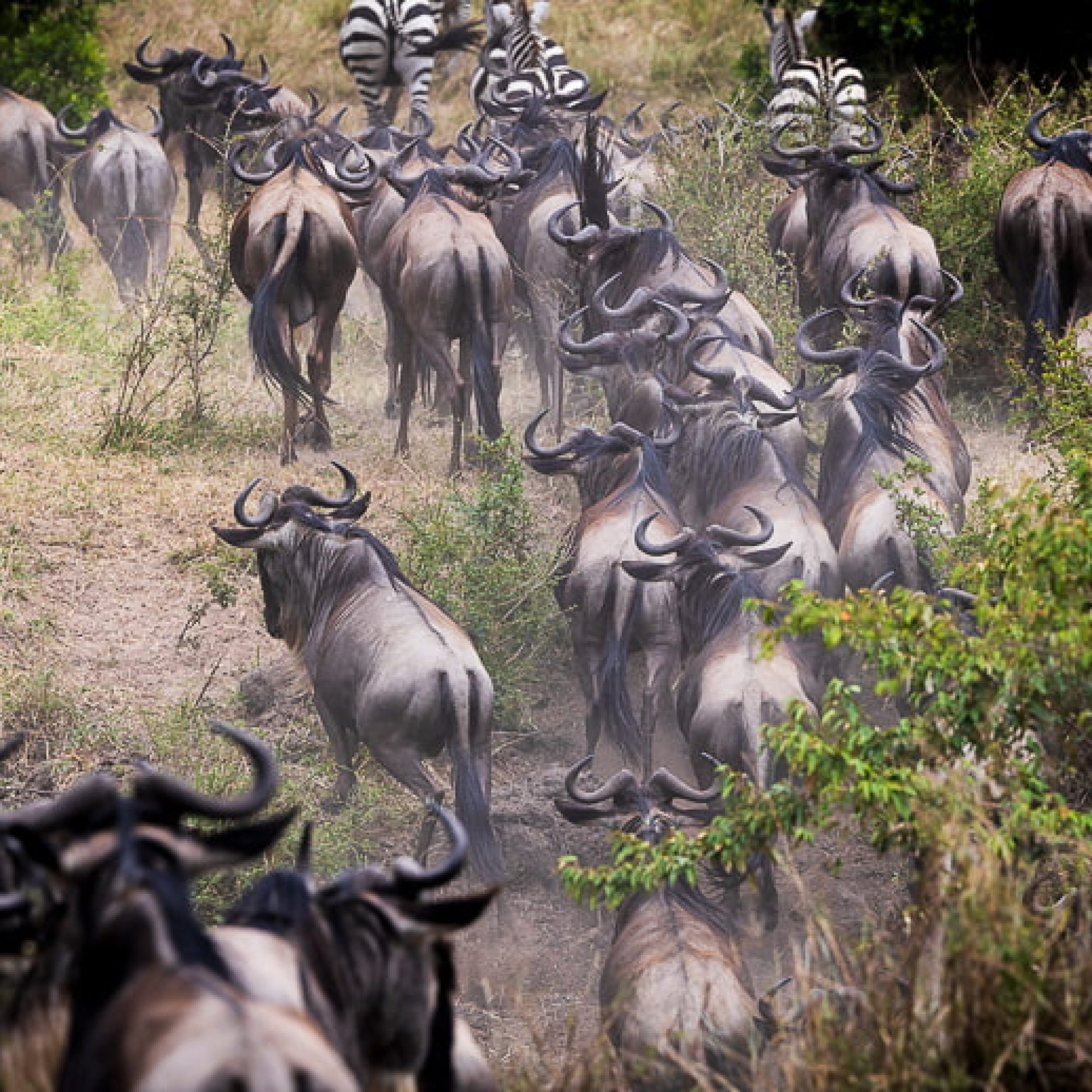 travelmarks-photography-fotografie-reizen-afrika-europa-cultuur-kenia-luxemburg-noorwegen-lofoten-workshops-landschap-natuur-23