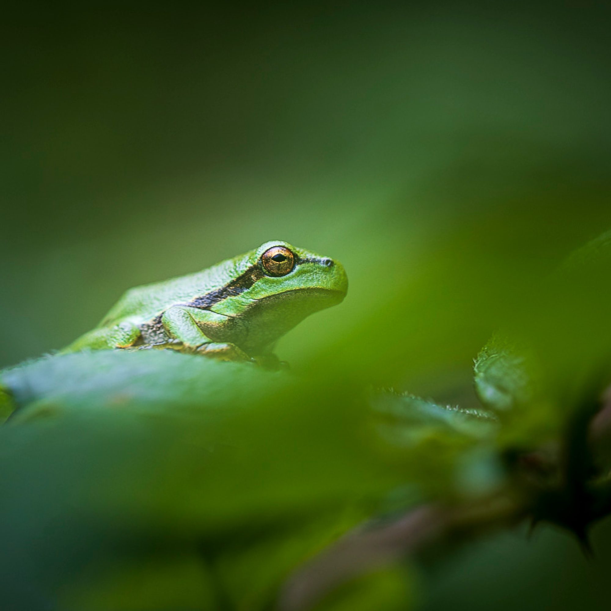travelmarks-photography-leren-fotograferen-workshop-natuur-landschap-macro-boomkikker-limburg-4