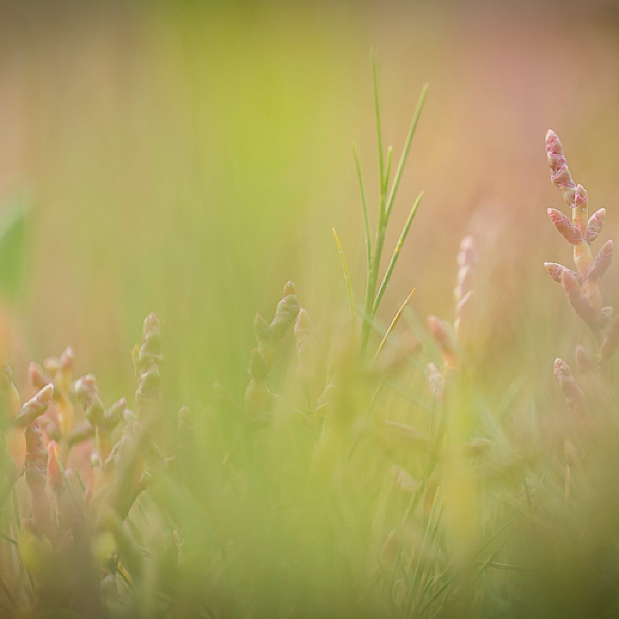 travelmarks-photography-natuur-landschap-workshop-fotografie-melkweg-zeeland-3