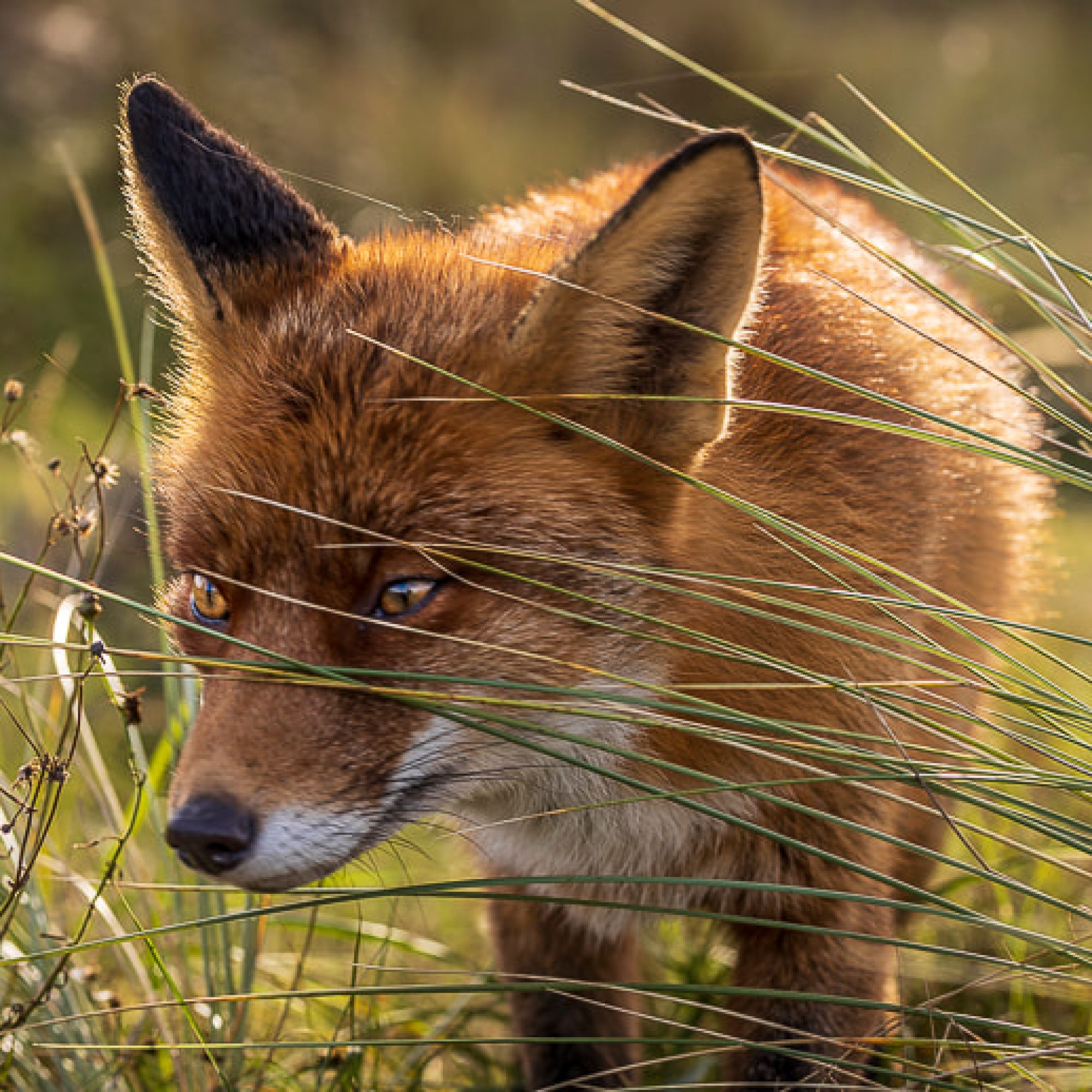 travelmarks-photography-natuur-landschap-workshop-fotografie-vossen-herten-bronstijd-AWD-1