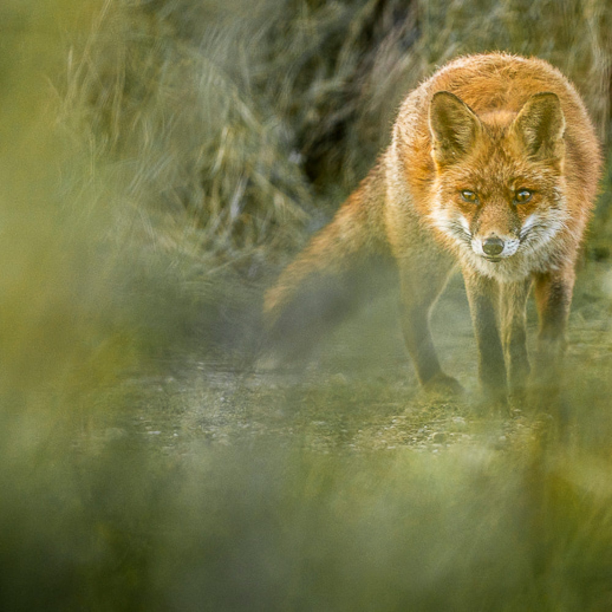 travelmarks-photography-natuur-landschap-workshop-fotografie-vossen-herten-bronstijd-AWD-5