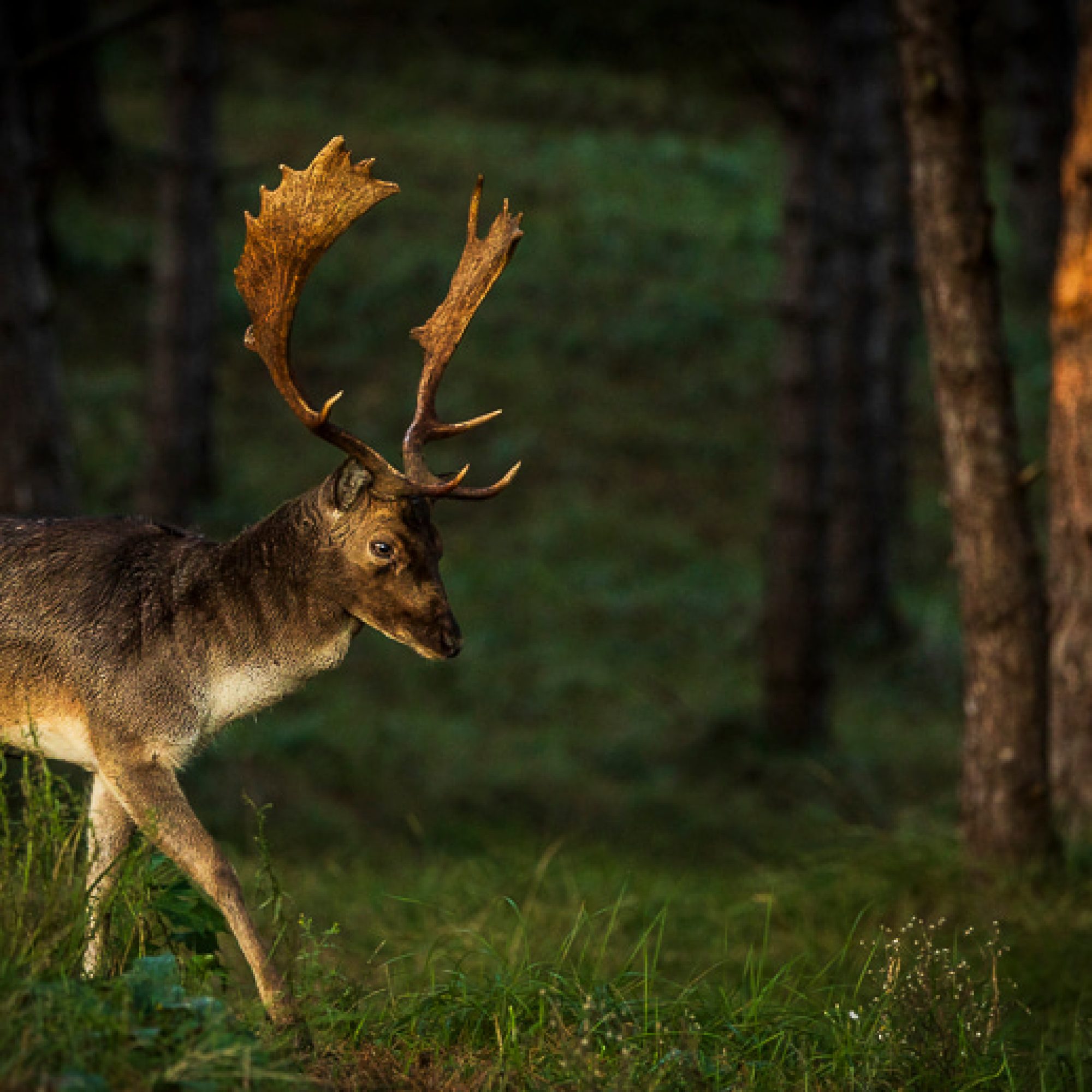 travelmarks-photography-natuur-landschap-workshop-fotografie-vossen-herten-bronstijd-AWD-7