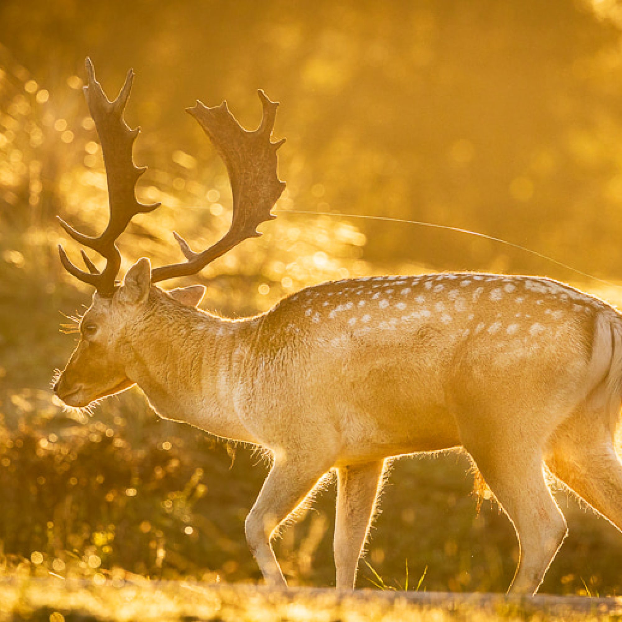 travelmarks-photography-natuur-landschap-workshop-fotografie-vossen-herten-bronstijd-AWD-8