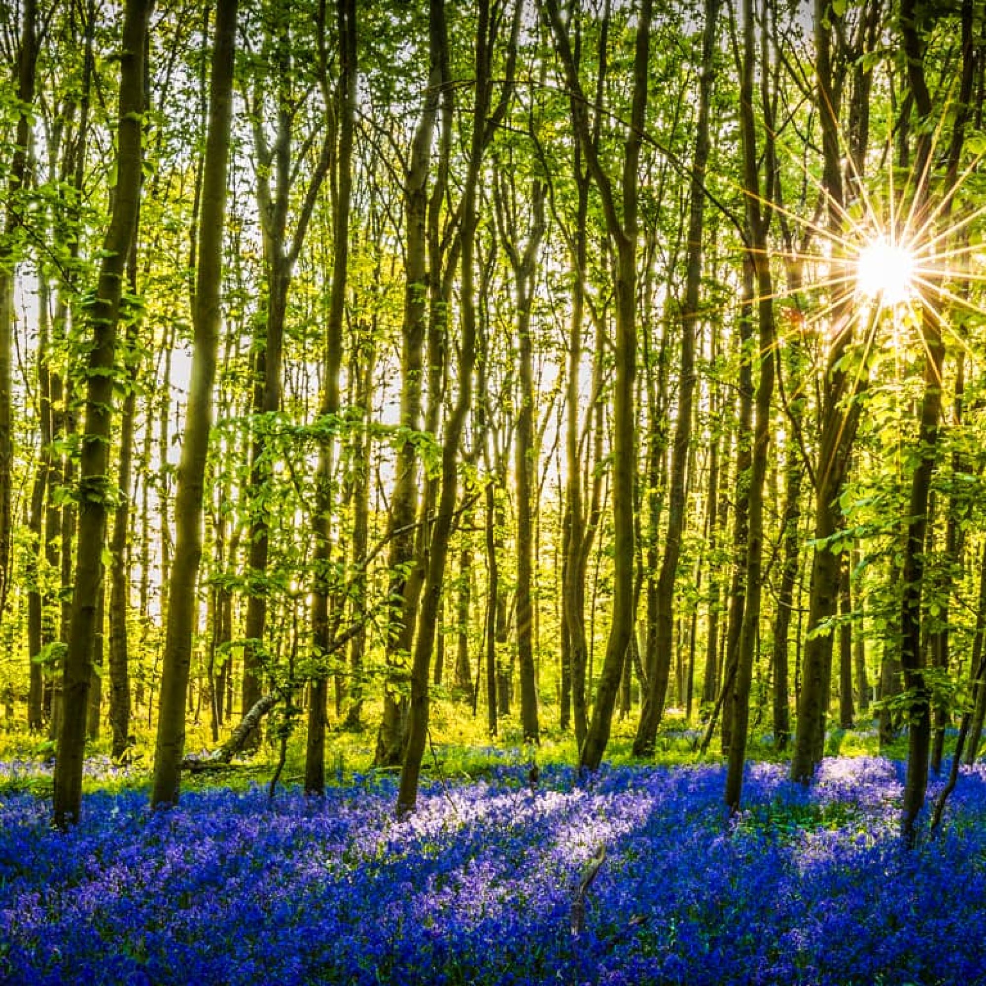 travelmarks-photography-workshop-fotografie-flitsen-natuur-macro-landschap-hallerbos-blue-bells-1