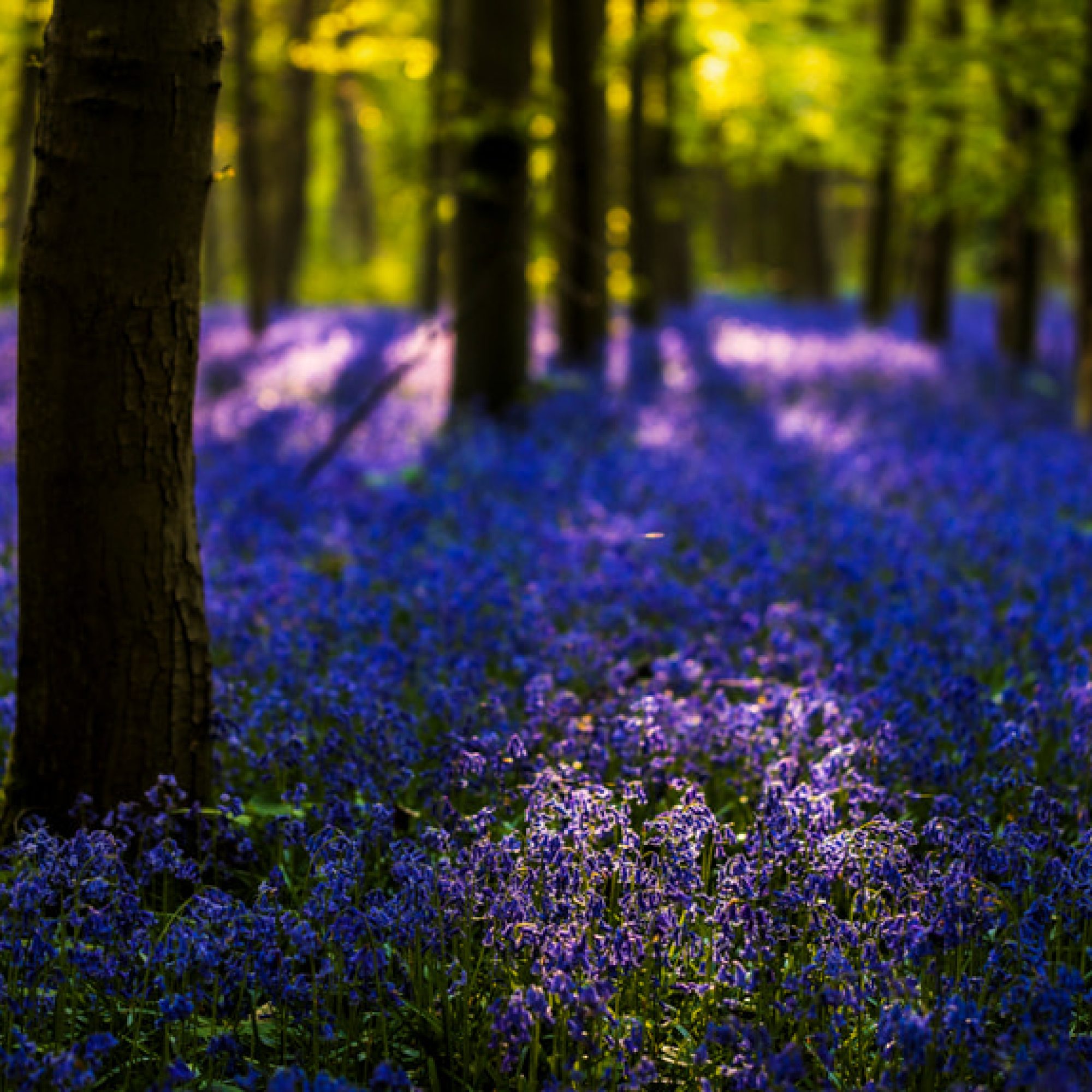 travelmarks-photography-workshop-fotografie-flitsen-natuur-macro-landschap-hallerbos-blue-bells-4