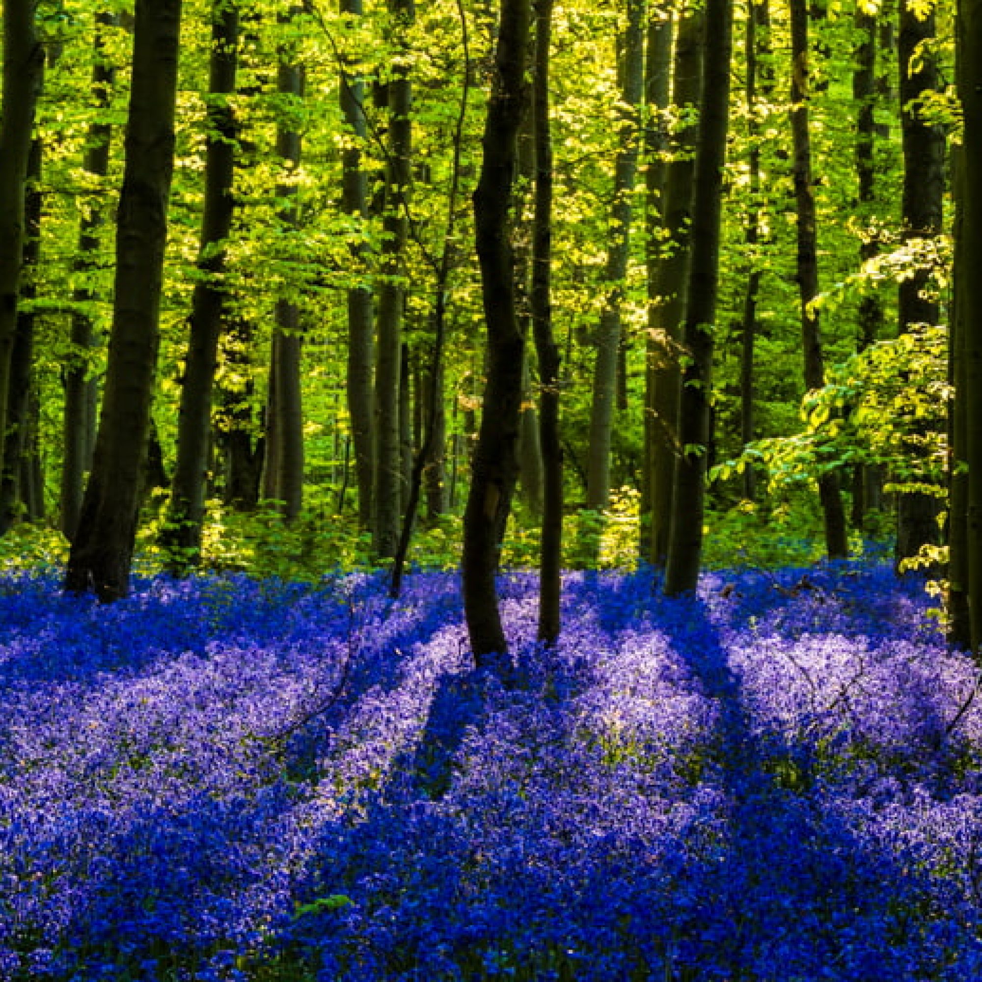 travelmarks-photography-workshop-fotografie-flitsen-natuur-macro-landschap-hallerbos-blue-bells-5