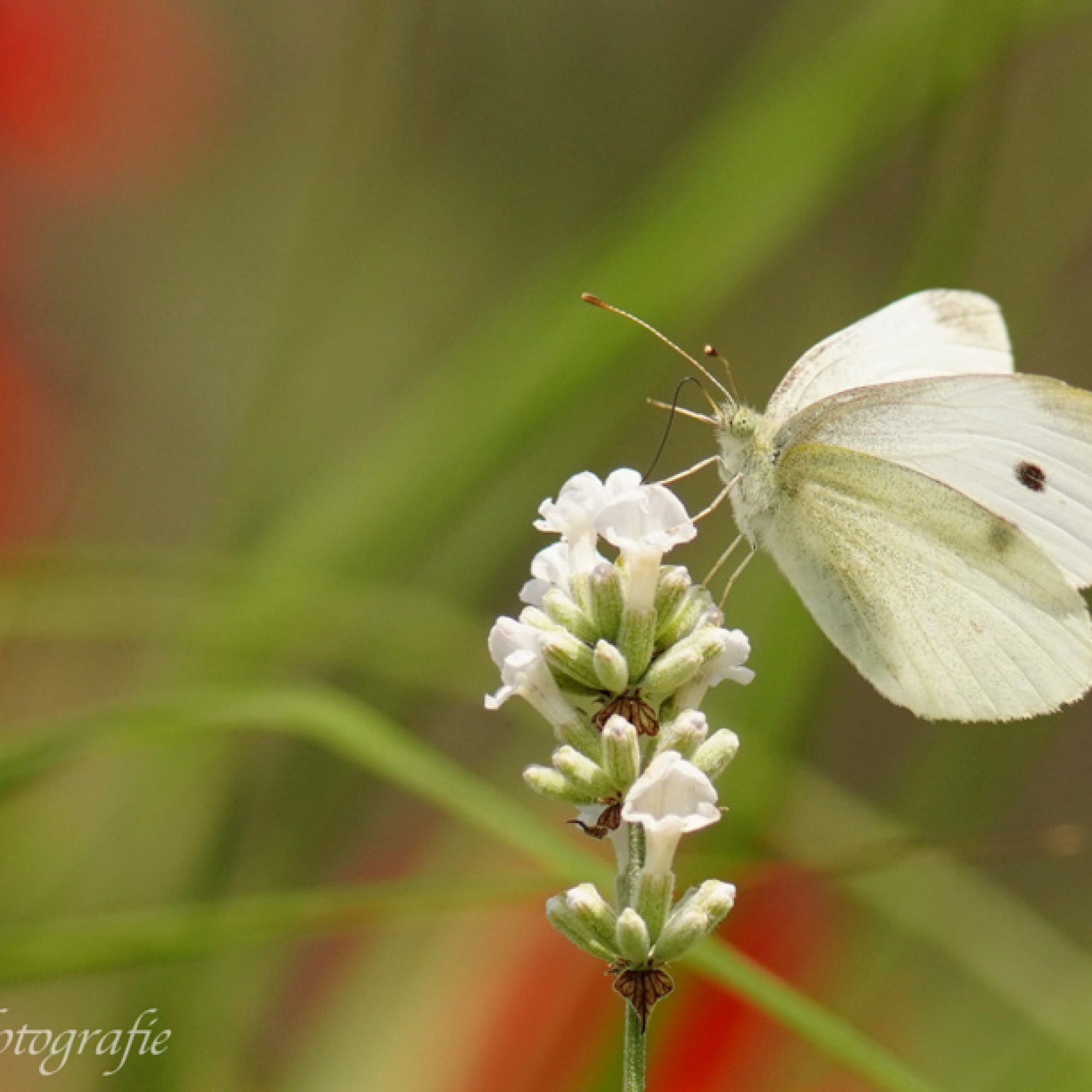 vlinder-insecten-koninginnepage-zillepark-neeritter-workshop-fotografie-dag-travelmarks-photography-1