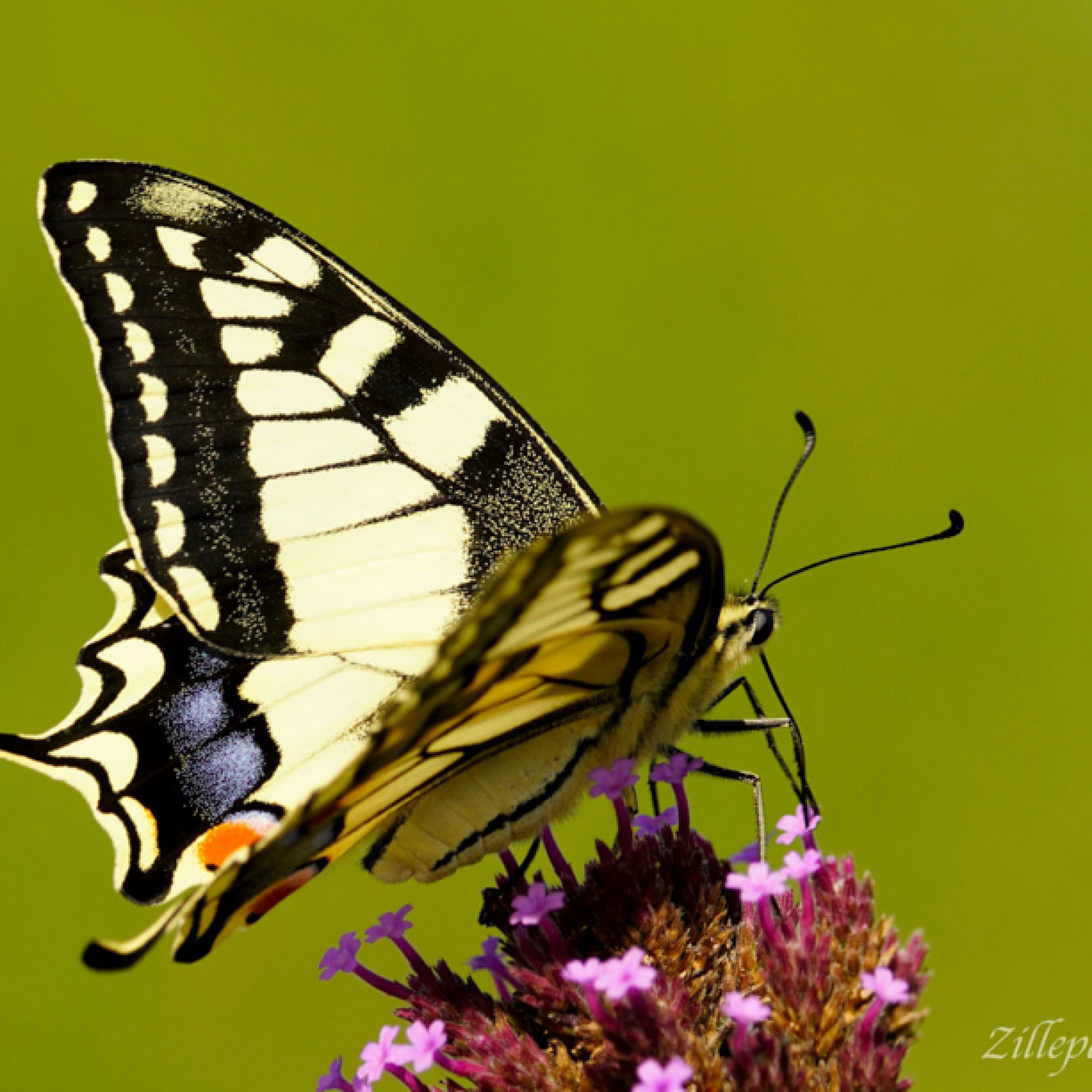 vlinder-insecten-koninginnepage-zillepark-neeritter-workshop-fotografie-dag-travelmarks-photography-5