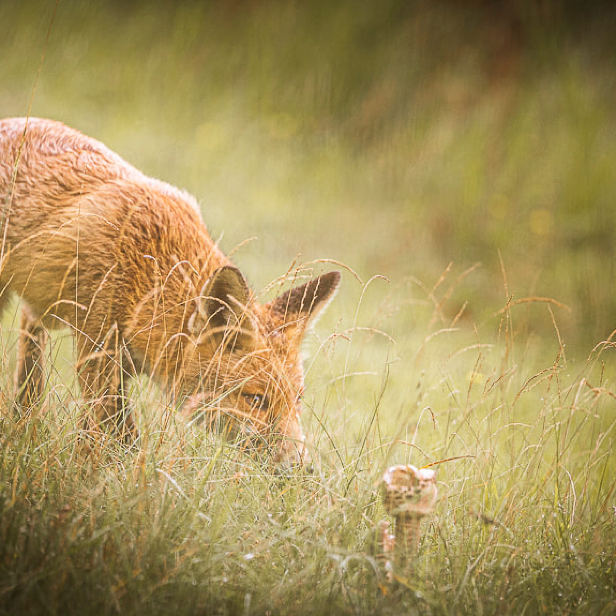 wildlife-nederland-damhert-vossen-travelmarks-photography-workshop-natuur-fotografie-AWD-2