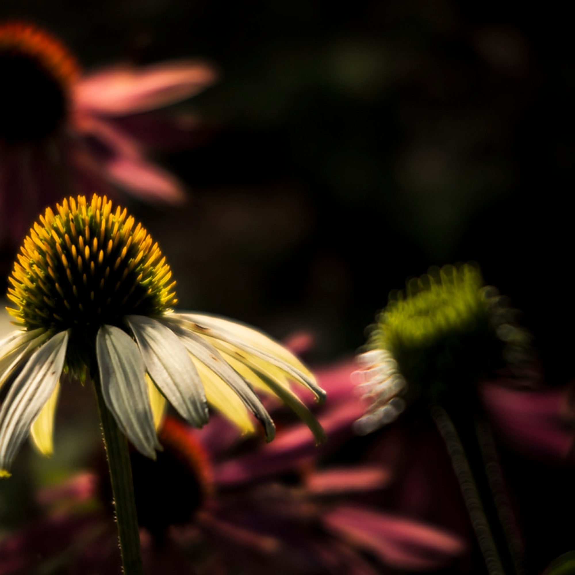 zilleveld-travelmarks-photography-workshop-fotografie-flitsen-natuur-macro-landschap-koninginnepage-10