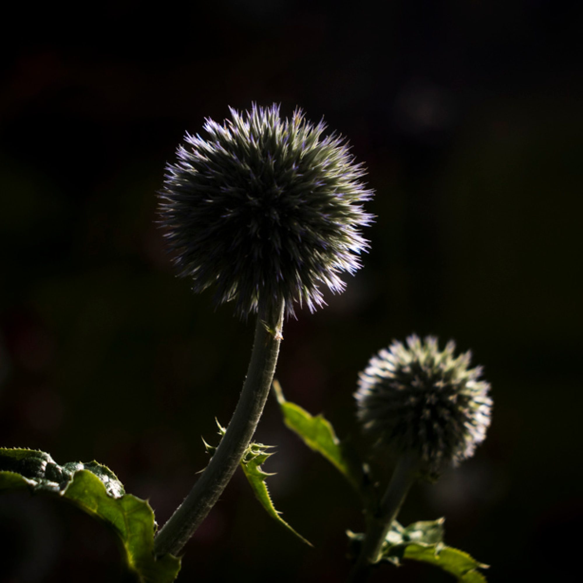 zilleveld-travelmarks-photography-workshop-fotografie-flitsen-natuur-macro-landschap-koninginnepage-14