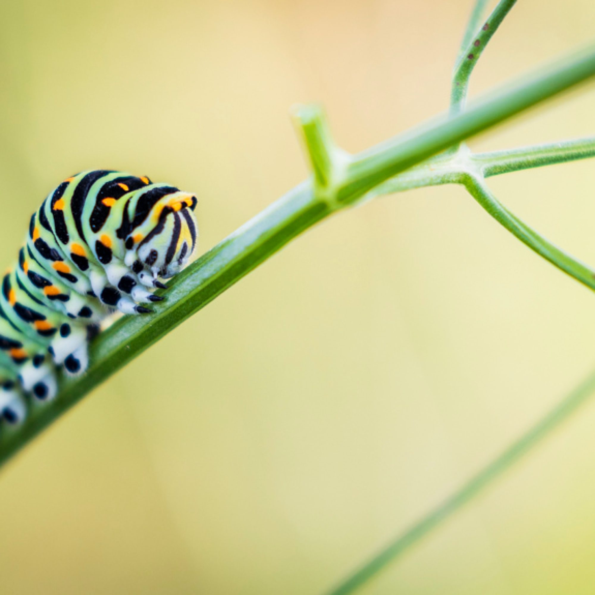 zilleveld-travelmarks-photography-workshop-fotografie-flitsen-natuur-macro-landschap-koninginnepage-23