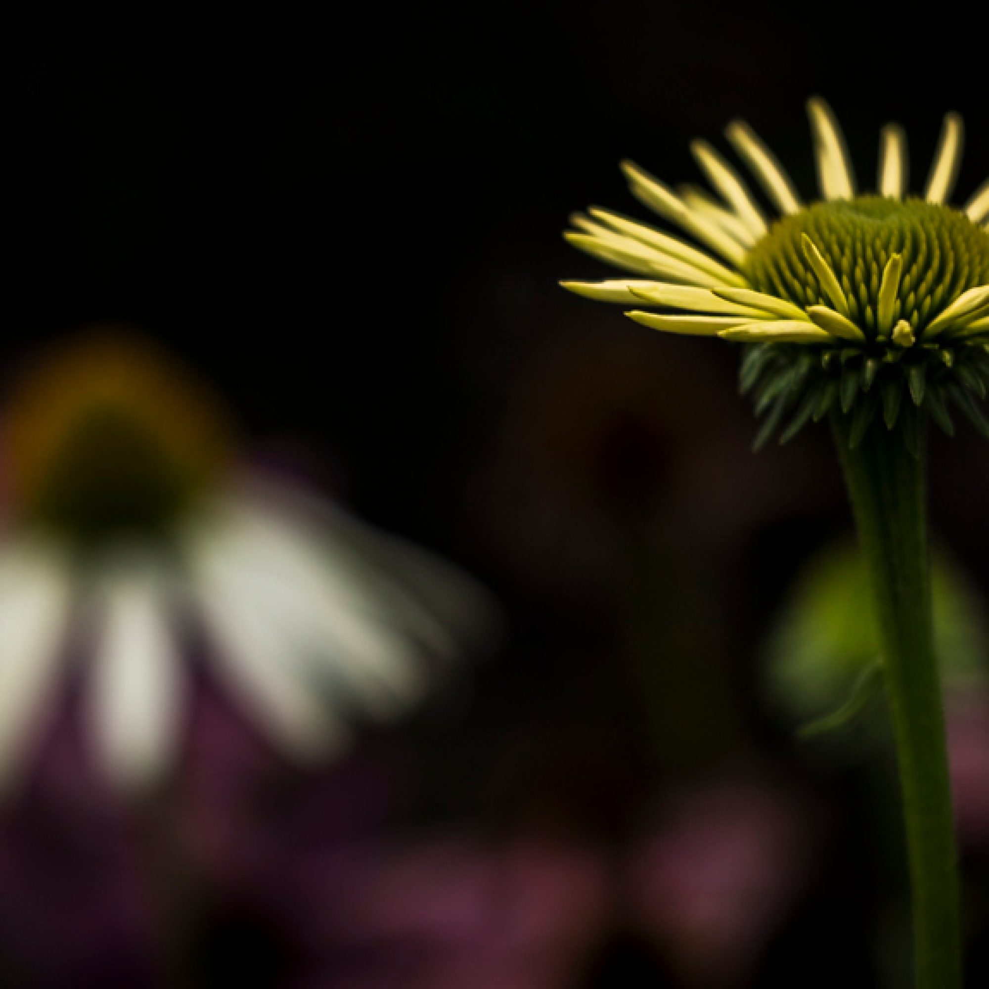zilleveld-travelmarks-photography-workshop-fotografie-flitsen-natuur-macro-landschap-koninginnepage-9